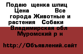 Подаю. щенка шпиц  › Цена ­ 27 000 - Все города Животные и растения » Собаки   . Владимирская обл.,Муромский р-н